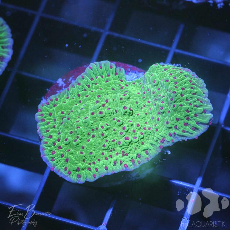 Montipora Chili Pepper